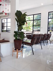 modern living room,Indian rubber tree Air purifier tree and table for relaxing living.
