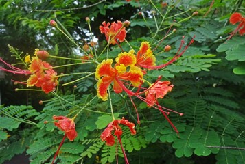 Obraz premium Beautiful flowers in park 