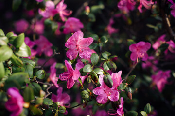 Delicate pink flowers of the Altai maralnik, close-up, blurred background. Flowering shrub, cherry, almond. Plants background, postcard, space for text.