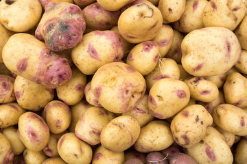 Solanum tuberosum - Native potato in the traditional Colombian market