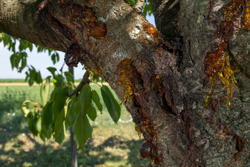 Resin on a cherry tree