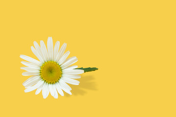 beautiful daisy flower with a green leaf on a yellow background isolated