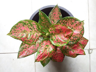  of Aglaonema sp. 'Anyamanidaeng'. tropical red and green leaves