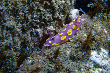 Sea slug dorid nudibranch (Felimare luteorosea) in Mediterranean Sea