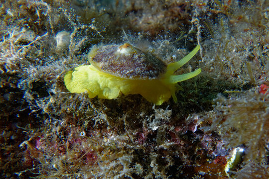 Yellow umbrella slug (Tylodina perversa) in Mediterranean Sea