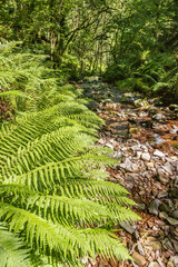 Ferns beside a stream by a nature trail in Dunkery and Horner Wood National Nature Reserve at Horner Wood on Exmoor National Park, Somerset UK