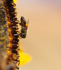 bee bees pollen honey flower