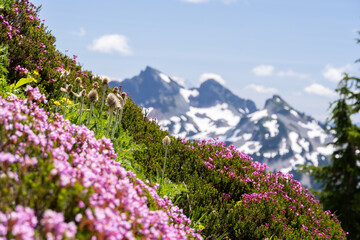 Beautiful Wild Flowers of Mount Rainier with mountains in the background