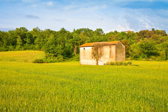 Tuscan countryside with cornfield in the foreground (Italy) - Image with copy space