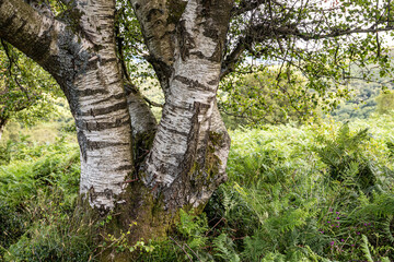 Exmoor National Park - An old silver birch tree beside the path on Dunkery Hill leading to Dunkery Beacon, Somerset UK