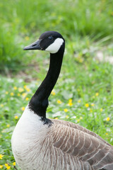 Canadian Goose perched on the ground