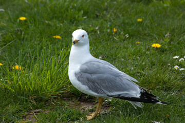 Seagull Perched in the grass
