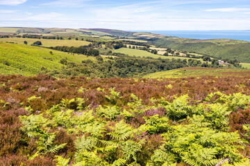 Fototapeta na wymiar Exmoor National Park - The view towards Porlock Hill and Cloutsham from the path on Dunkery Hill leading to Dunkery Beacon, Somerset UK
