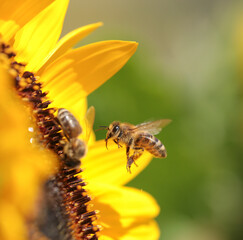 bee bees pollen honey flower