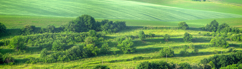 Fototapeta na wymiar Beautiful panorama of a green field in summer