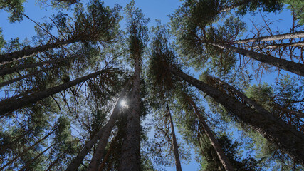 Pinos altos en la dehesa de Gúdar