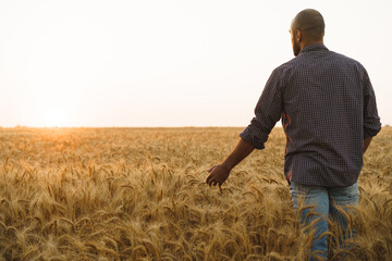 Young man standing in wheat field on sunset