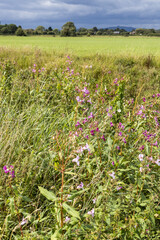 Himalayan Balsam (Impatiens glandulifera) flowering beside the disused Stroudwater Navigation near Saul, Gloucestershire UK