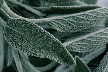  Clary Sage natural green leaves macro background