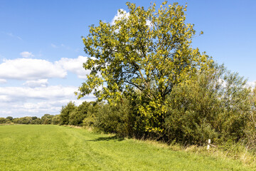 A healthy ash tree in early autumn on the banks of the River Severn near the Severn Vale village of Maisemore, Gloucestershire UK