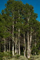 Stand of Cottonwoods