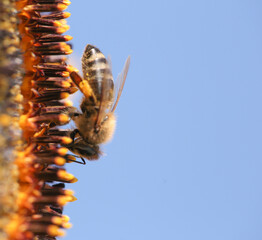 bee bees pollen honey flower