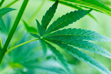 Hemp stem with leaves on a light green blurred background.