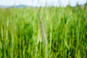 Una espiga de trigo verde en medio de un campo de trigo.