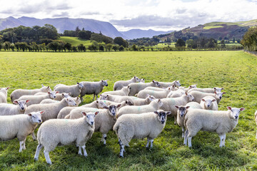 Fototapeta premium A field of sheep in the English Lake District in Lorton Vale at Armaside, Cumbria UK