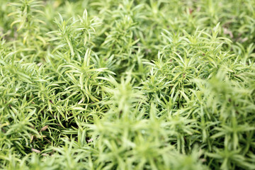 Beautiful succulents plant in nature, macro