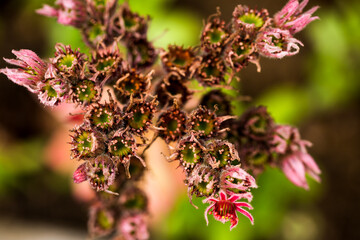 Beautiful succulents plant in nature, macro