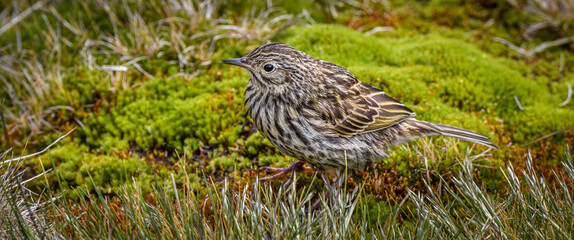 South Georgia bird