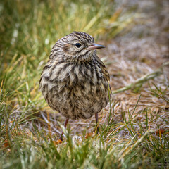 South Georgia bird