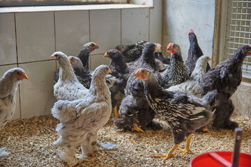 Numerous chickens in a chicken coop on a farm.