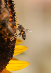 bee bees pollen honey flower