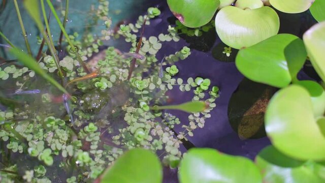 めだか