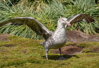 Petrel standing by to takeoff