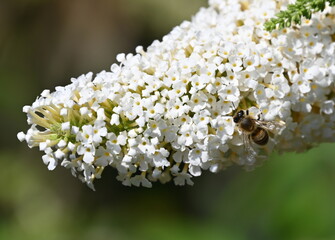 Honigbiene aus weißem Sommerflieder