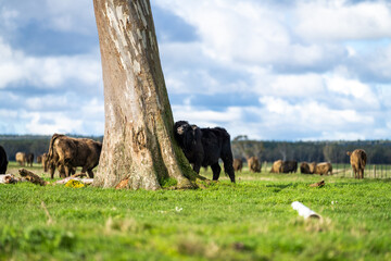 Close up of Angus and Murray Grey Cows eating long pasture in Australia