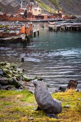 Fototapeta premium Grytviken seal