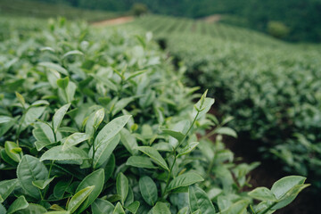Tea plantation in mountain, Doi Mae Salong