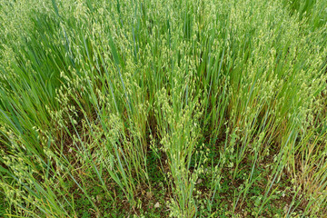 champ de blé bio