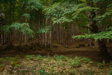 dark beeches forest in navarra spain