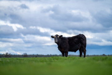Angus and Murray Grey Cows grazing on green grass, in Australia.