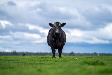 Close up of Angus and Murray Grey Cows eating long pasture in Australia