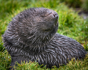 Grytviken seal pup