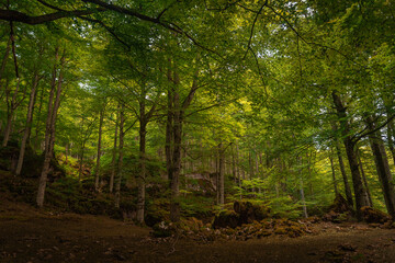 ivy growing on tree trunk