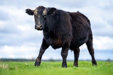 Angus and Murray Grey Cows grazing on green grass, in Australia.