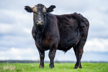 Angus and Murray Grey Cows grazing on green grass, in Australia.