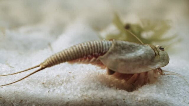Triops or tadpole shrimp, a living fossil. Oldest living specimen in the world.